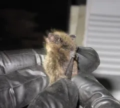 Eastern Small-footed Myotis thumbnail 2
