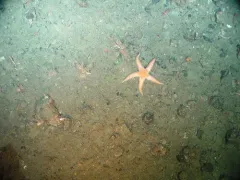 Fragile Star thumbnail 1