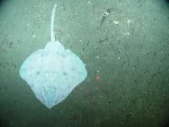 Aleutian Skate thumbnail 3