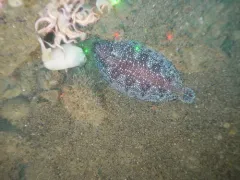 Deepsea Sole thumbnail 3