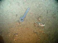 Pacific Hagfish thumbnail 1