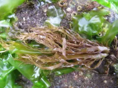 Farlowia mollis thumbnail 2