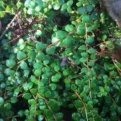 creeping snowberry thumbnail 4