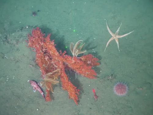 Callistephanus pacificus