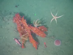 Callistephanus pacificus thumbnail 1