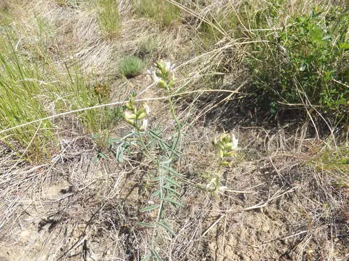 Woody-pod Milkvetch