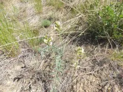 Woody-pod Milkvetch thumbnail 1
