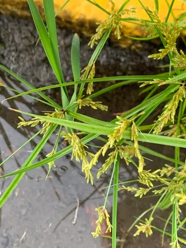 Rice flat-sedge