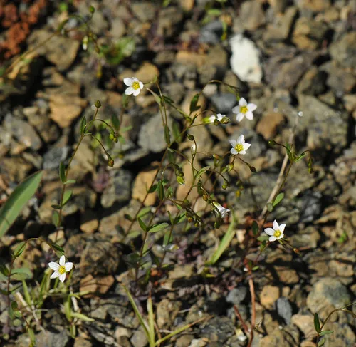 Fairy Flax