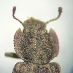 Namunaria pacifica thumbnail 4