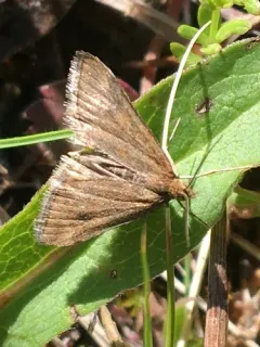 Northern Pyrausta Moth thumbnail 1