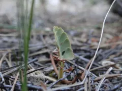 pumice moonwort thumbnail 1
