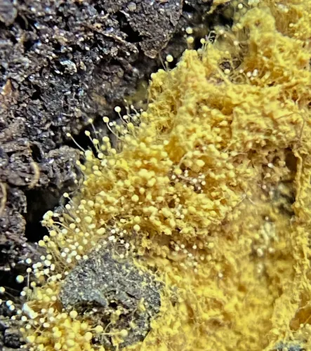Amblyosporium spongiosum