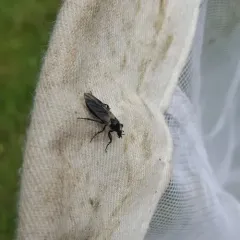 White-winged March Fly thumbnail 4