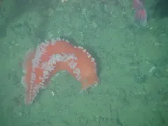 Orange Ruffled Tritonid thumbnail 3