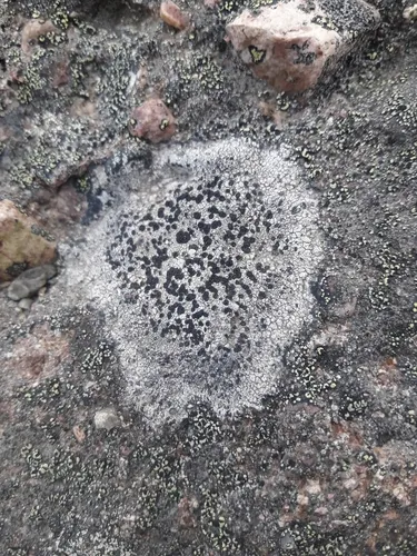Big-disk pebble lichen