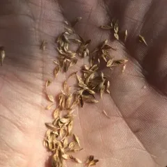 pointed broom sedge thumbnail 2