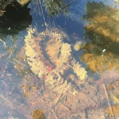 common bladderwort thumbnail 2