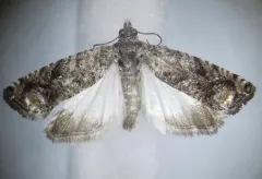 Gretchena semialba thumbnail 2