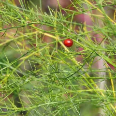 wild asparagus thumbnail 2