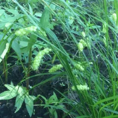 Tuckerman's sedge thumbnail 4