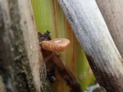 Candolleomyces typhae thumbnail 2