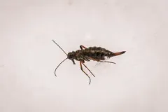 California Snow Scorpionfly thumbnail 3