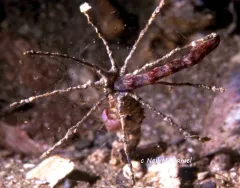 windmill worm thumbnail 1