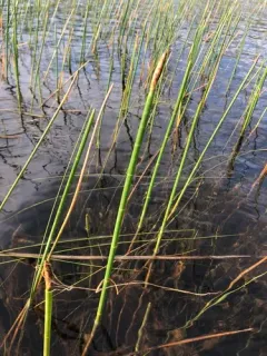Horsetail Spikerush thumbnail 2