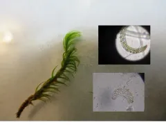 Long-leaved Notchleaf Moss thumbnail 3