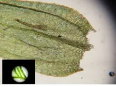 Brachythecium campestre thumbnail 3