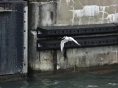 Elegant Tern thumbnail 4