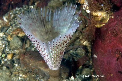Bispira pacifica