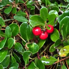 bearberry thumbnail 3