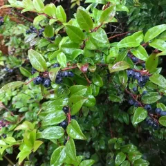 Evergreen Huckleberry thumbnail 3