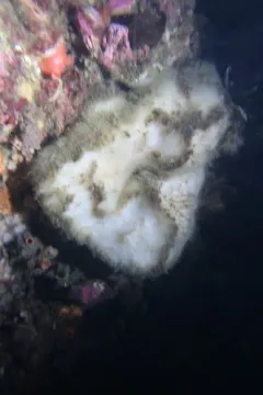Stelletta clarella thumbnail 3