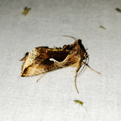 Celery Looper Moth