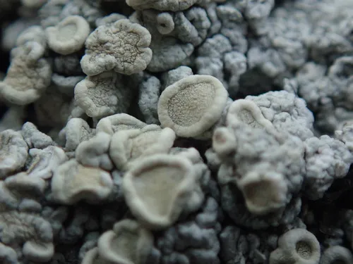 Ochrolechia farinacea