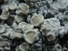 Ochrolechia farinacea thumbnail 1