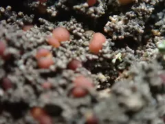 Fuscopannaria maritima thumbnail 2