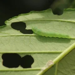 Green Alder Sawfly thumbnail 4