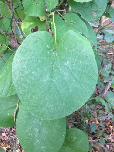 pipevine