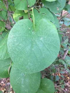 pipevine thumbnail 1