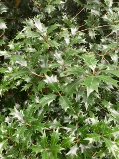 holly olive thumbnail 4
