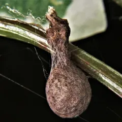 Cornfield Bolas Spider thumbnail 4