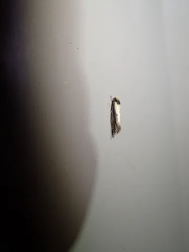 Dark-collared Tinea Moth