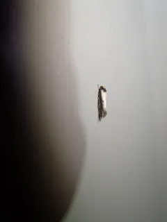 Dark-collared Tinea Moth thumbnail 1