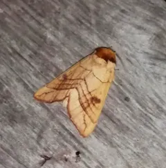 Spotted Datana Moth thumbnail 1