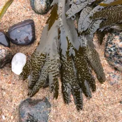Saw Wrack thumbnail 1