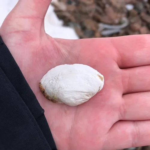 Soft-shelled Clam